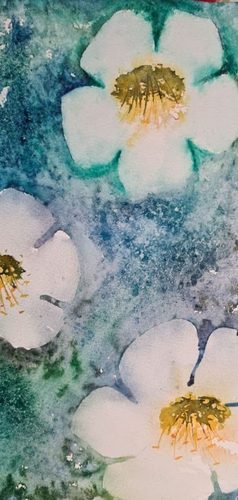 Christine M.  Icelandic poppies, watercolour.